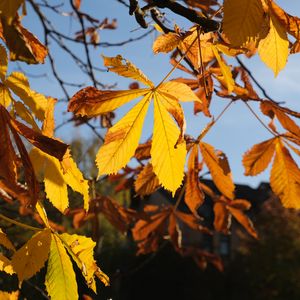 Preview wallpaper leaves, tree, autumn, blur, macro