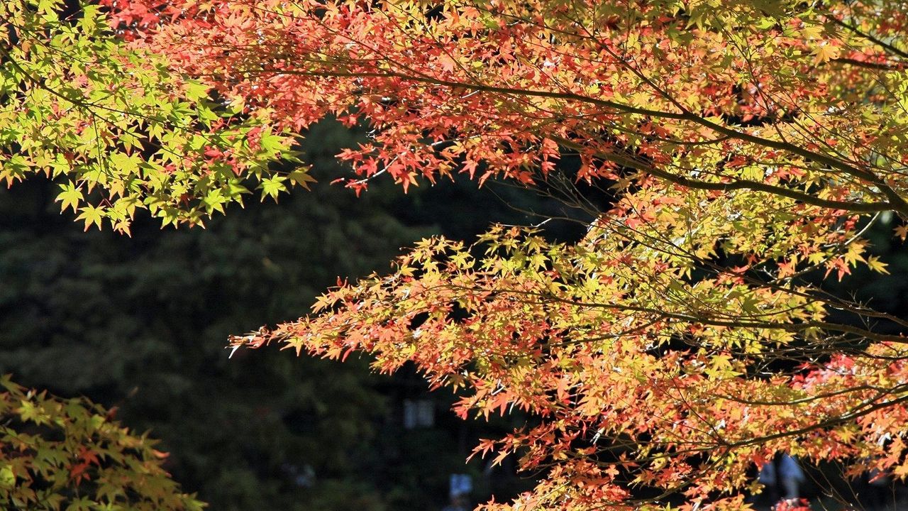 Wallpaper leaves, tree, autumn