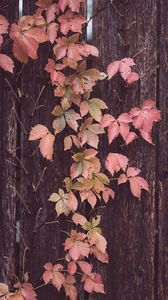 Preview wallpaper leaves, tree, bark, autumn