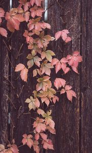 Preview wallpaper leaves, tree, bark, autumn