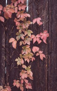 Preview wallpaper leaves, tree, bark, autumn