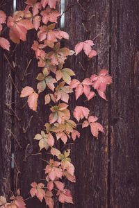 Preview wallpaper leaves, tree, bark, autumn