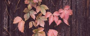 Preview wallpaper leaves, tree, bark, autumn