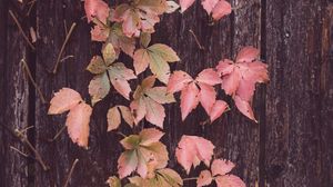 Preview wallpaper leaves, tree, bark, autumn