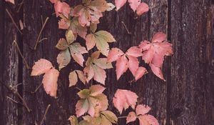 Preview wallpaper leaves, tree, bark, autumn