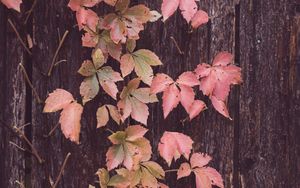Preview wallpaper leaves, tree, bark, autumn