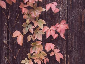 Preview wallpaper leaves, tree, bark, autumn