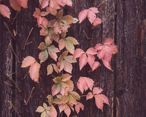 Preview wallpaper leaves, tree, bark, autumn