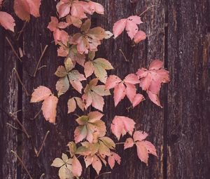 Preview wallpaper leaves, tree, bark, autumn
