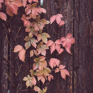 Preview wallpaper leaves, tree, bark, autumn