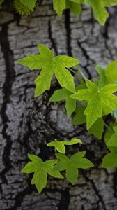 Preview wallpaper leaves, tree, bark