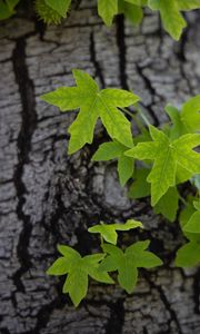 Preview wallpaper leaves, tree, bark