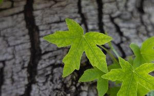 Preview wallpaper leaves, tree, bark