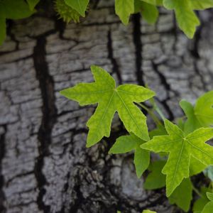 Preview wallpaper leaves, tree, bark