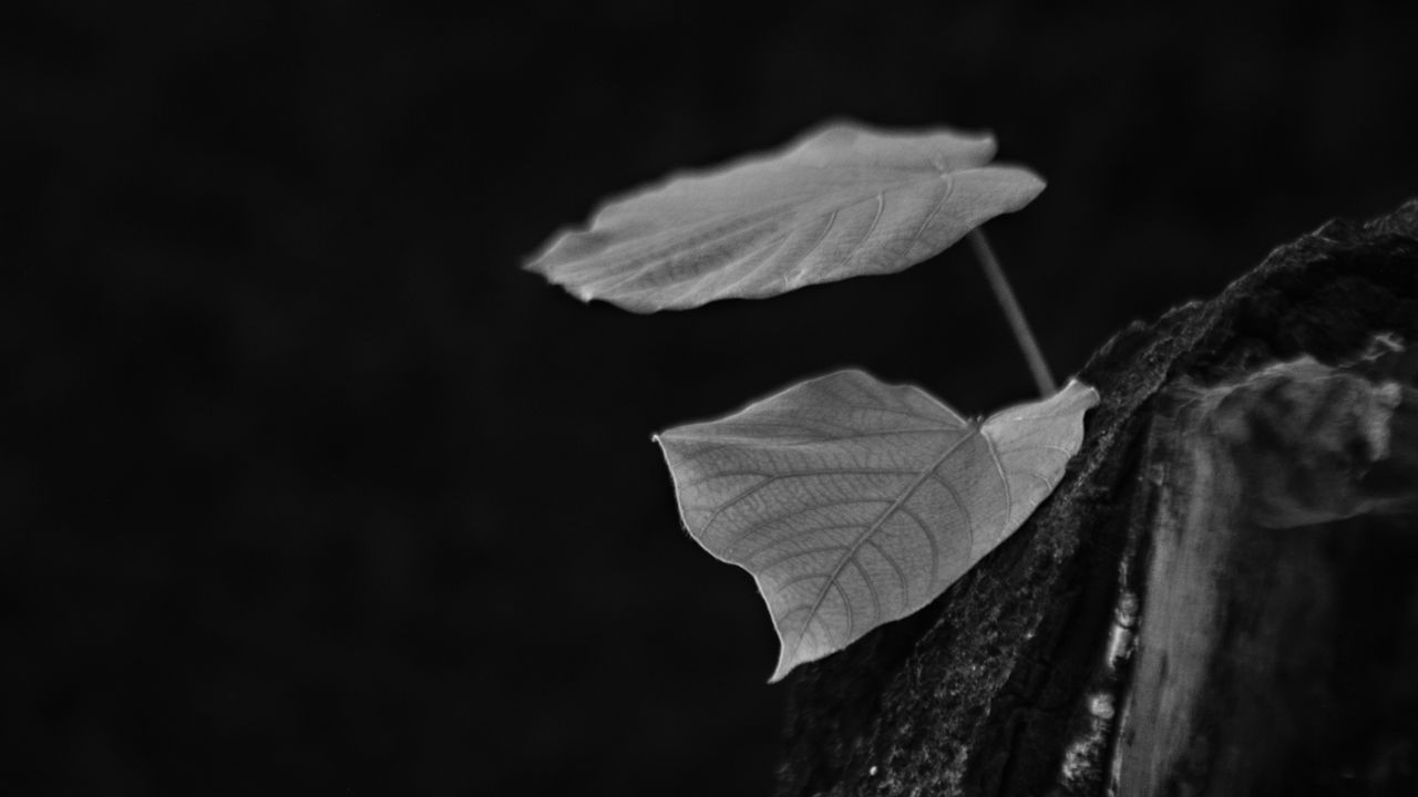 Wallpaper leaves, tree, black and white