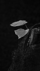 Preview wallpaper leaves, tree, black and white