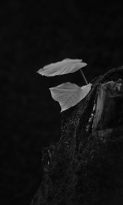 Preview wallpaper leaves, tree, black and white