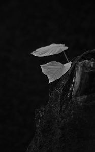 Preview wallpaper leaves, tree, black and white