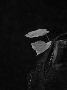 Preview wallpaper leaves, tree, black and white