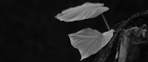 Preview wallpaper leaves, tree, black and white