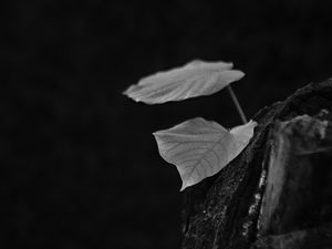 Preview wallpaper leaves, tree, black and white