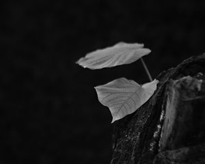 Preview wallpaper leaves, tree, black and white