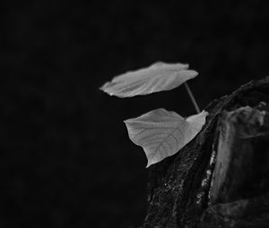 Preview wallpaper leaves, tree, black and white