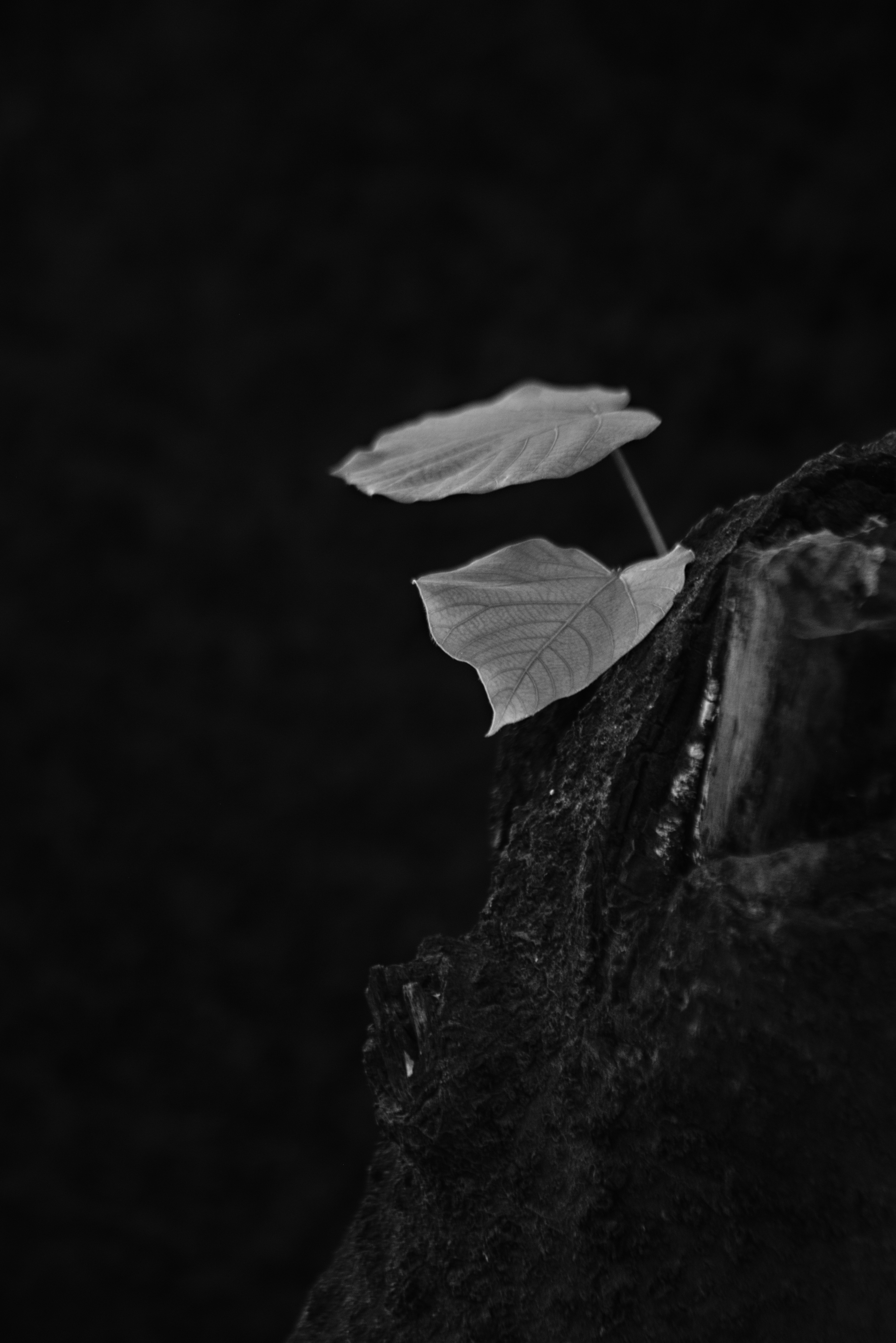 3662x5488 Wallpaper leaves, tree, black and white