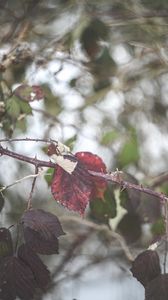 Preview wallpaper leaves, tree, branch, autumn, nature