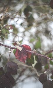 Preview wallpaper leaves, tree, branch, autumn, nature