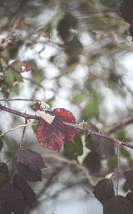 Preview wallpaper leaves, tree, branch, autumn, nature