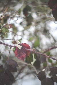 Preview wallpaper leaves, tree, branch, autumn, nature