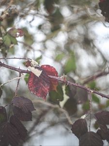 Preview wallpaper leaves, tree, branch, autumn, nature