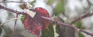 Preview wallpaper leaves, tree, branch, autumn, nature