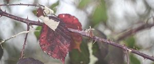 Preview wallpaper leaves, tree, branch, autumn, nature