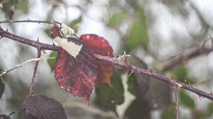 Preview wallpaper leaves, tree, branch, autumn, nature