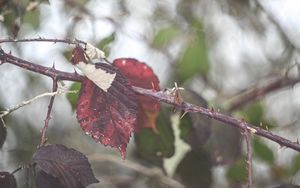 Preview wallpaper leaves, tree, branch, autumn, nature