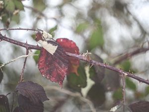 Preview wallpaper leaves, tree, branch, autumn, nature