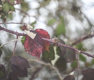 Preview wallpaper leaves, tree, branch, autumn, nature