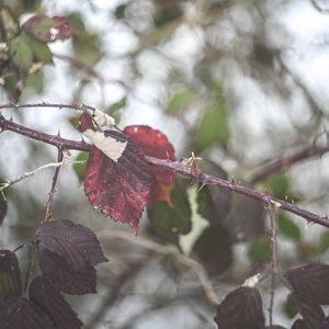 Preview wallpaper leaves, tree, branch, autumn, nature