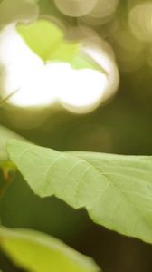 Preview wallpaper leaves, tree, branch, macro