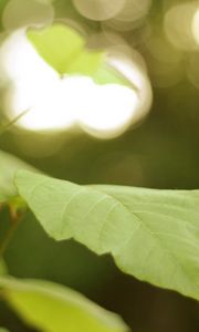 Preview wallpaper leaves, tree, branch, macro