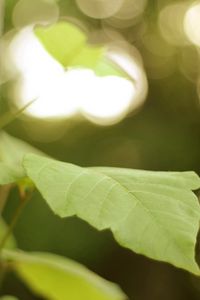 Preview wallpaper leaves, tree, branch, macro