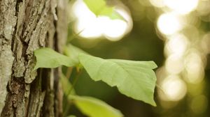 Preview wallpaper leaves, tree, branch, macro