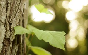 Preview wallpaper leaves, tree, branch, macro