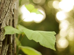 Preview wallpaper leaves, tree, branch, macro