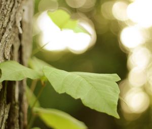 Preview wallpaper leaves, tree, branch, macro