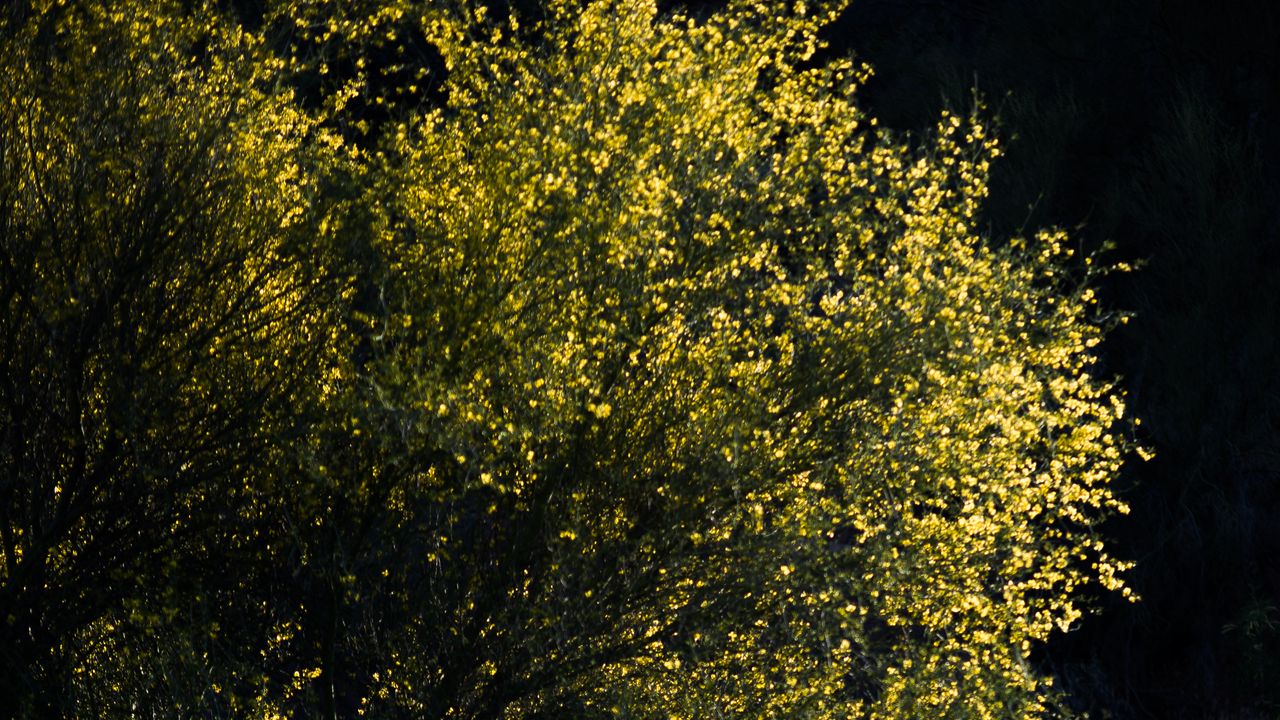 Wallpaper leaves, tree, branches, dark