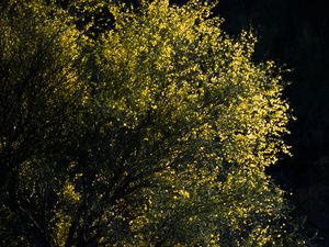 Preview wallpaper leaves, tree, branches, dark