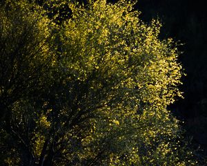 Preview wallpaper leaves, tree, branches, dark